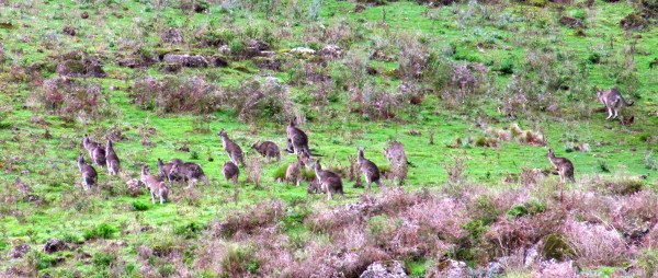 043_Roos