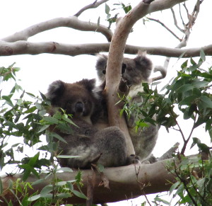 40_Koalas